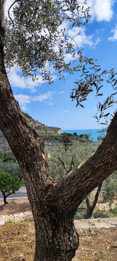 Dimora Mediterranea Mattinata Eksteriør bilde